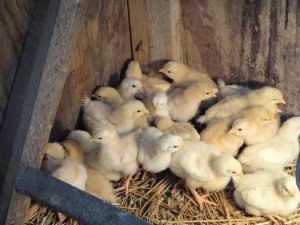 Baby Chicks 6-12