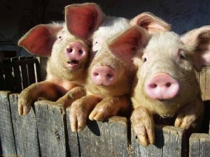 Three-pet-Piglets-2