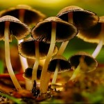 108184_01759368ef1ef50ee4339514466f71ab_large