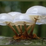 122544_aafd8ad251c0492911eb37e4c53ccdf4_large