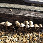 23092_b84e7cb1399d0b58af2c30dba5b0b92d_large