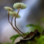 269704_31f577131c7ecebd1a2db2bf21ae8fb6_large