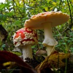 306391_36d107fcb7e85e52ba1e58cebb65aa46_large