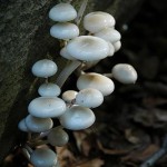 39777_b9e8eb14b3d60ea6c96cfb1bccfe5337_large