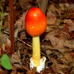 amanita072