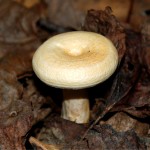 funnel-shaped_mushroom176