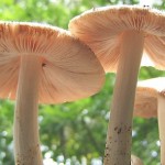 gilled-mushroom-caps