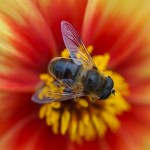 hornet