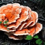 laetiporus335