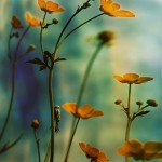 landscape,flowers,silence,flower,lovely,nature,nacer-a2b48c8fba5548729bbe1ee35e551971_h