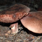 large_brown_mushrooms218