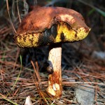 mushroom011