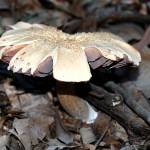 mushroom028