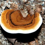 mushroom834