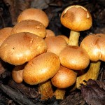 mushroom_cluster070