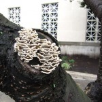 mushrooms-on-tree