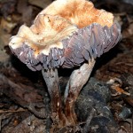 mushrooms0092