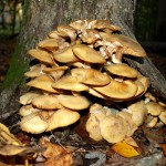 mushrooms047