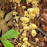 mushrooms083