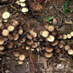 mushrooms233