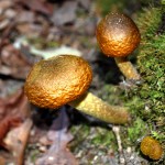 mushrooms362