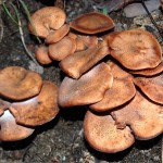 mushrooms827