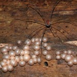 plasmoidal_slime_mold845
