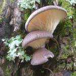 pleurotus_lichen