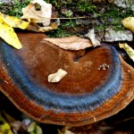 polypore506