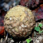 puffball_mushroom071