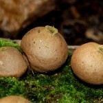 puffball_mushrooms018