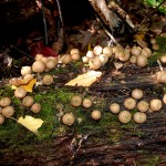 puffball_mushrooms033