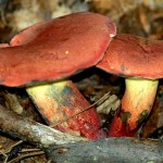 red_mushrooms162