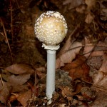 sphere_top_mushroom074