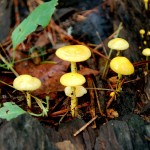 tiny_yellow_mushrooms1101