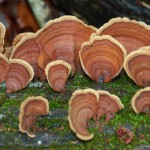 tree_fungus332