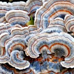 turkey_tail_fungi01