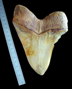 490px-Megalodon_tooth_ruler