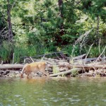 1991 MI deer in water