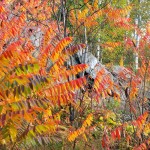 DSCF5136