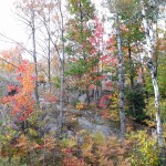 DSCF5164