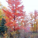 DSCF5461