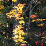 DSCF5470