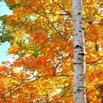 DSCF5477