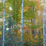 DSCF5505