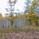 DSCF5507