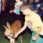 the deer visit close up 2