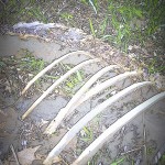 IMG_7986