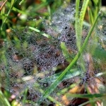 IMG_8410