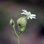 IMG_8428